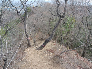 ���R�J�n�`