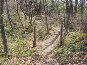 �R���ԉ�����̓�