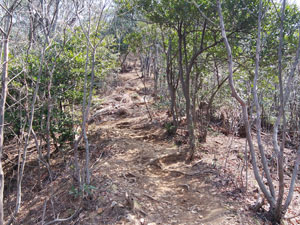 分岐からの登山道。