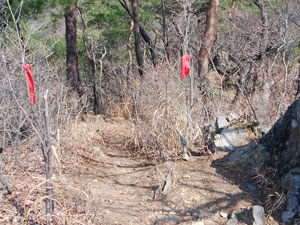 �R������̓o�R���B