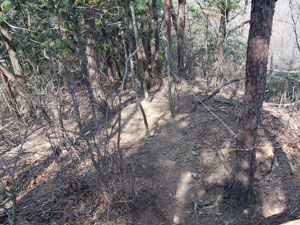 山頂からの登山道。
