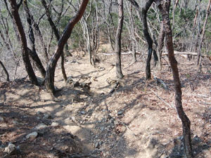 �z���R�R������̓�