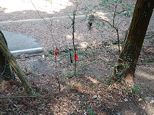 �A�X�t�@���g�̋���