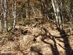 �⍬����̓o�R��