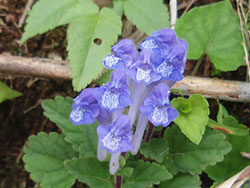 �����Ȃ��ꂢ�ȉ�