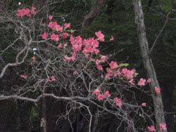 �A�J���V�I�H