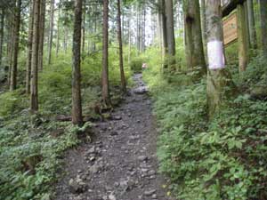 �o�R������̓o�R���B