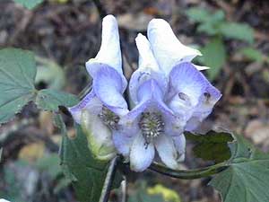 �������ɍ炭��