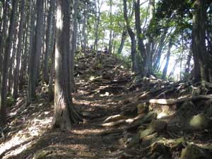 ���}�Ȕ�������i��