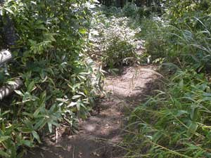 �R������̓o�R���B