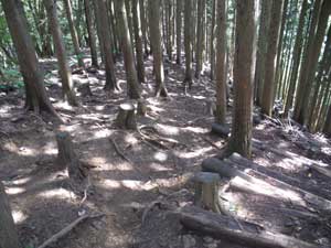 ���т̔���������