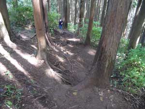 �S���W��������̓o�R���B