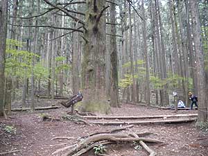 �吙�L��(�O�\�O����)