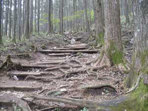 �l�\���ڂ̒��΂���̓o�R���B