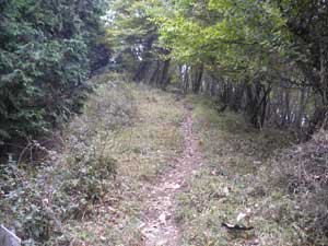 �V���W�N�{����̓o�R���B