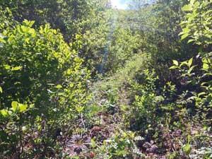 ���݌�炵�� �M