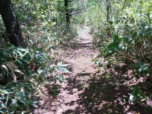 �R������̓o�R���B