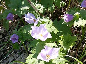 �����ɍ炭��