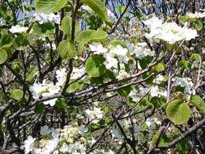 �����ɍ炭��