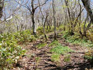 ���򂩂�̓o�R���B