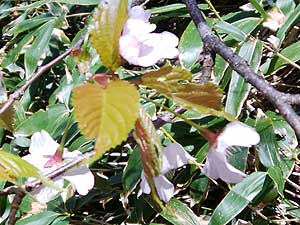 �����ɍ炭��