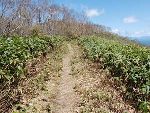 �����̓o�R��