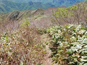 �R������̓o�R���B