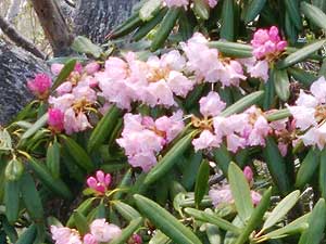 �����ɍ炢�Ă�����