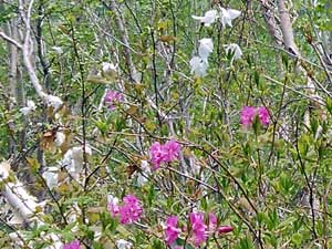 �����傫�߂ȉ�