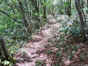 �R������̓o�R���B