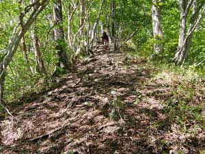 �R������̓o�R���B