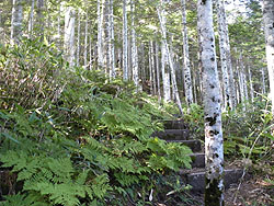 �����n�߂Ē����̓o�R��