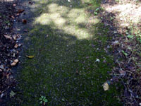 �ȈՓI�ȃA�X�t�@���g�ܑ�