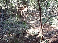 �D���̋}��