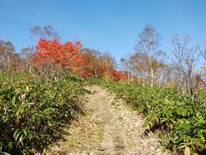 ���򂩂�̓o�R���B