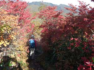 �ٓV�R����̓o�R���B