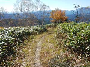 �R������̓o�R���B