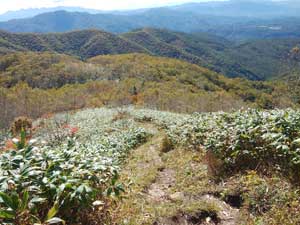 山頂からの登山道。