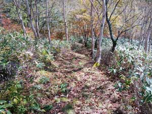 �R������̓o�R���B