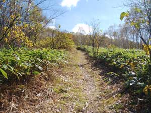 ���򂩂�̓o�R���B