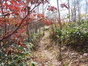 分岐からの登山道。