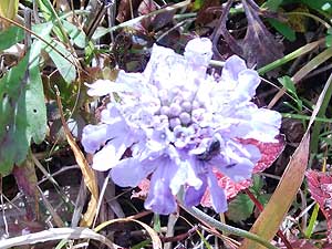 �����ɍ炢�Ă�����