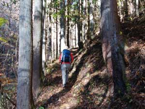 �o�R������̓o�R��