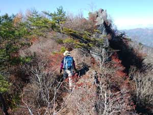 �V���W�]�䂩��̓o�R���B