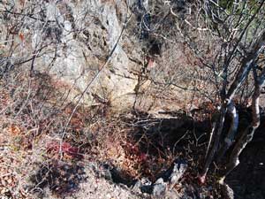 �R������̓o�R���B