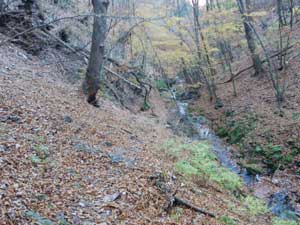 ��������̓o�R���B