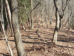 ���邢�����̓�