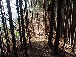 ���т̔�����