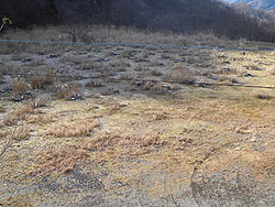 �r�[�t�s�A�L��