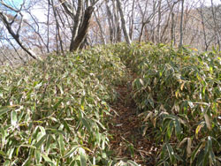 �����̔�����